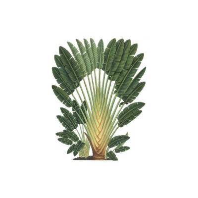 "Traveller’s Palm” Wall Decal 2