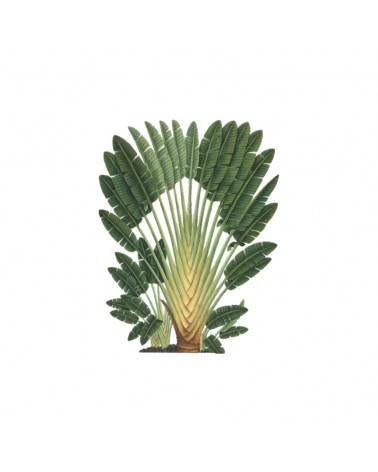 "Traveller’s Palm” Wall Decal