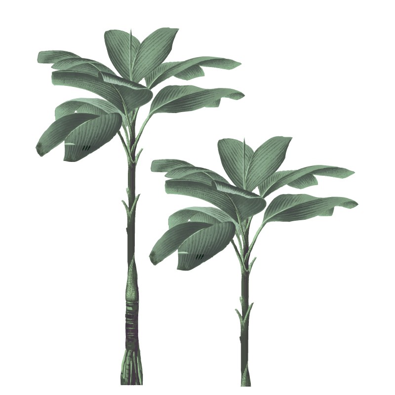 "The Amazing Trees" Wall Decal "The Amazing Trees" Wall Decal