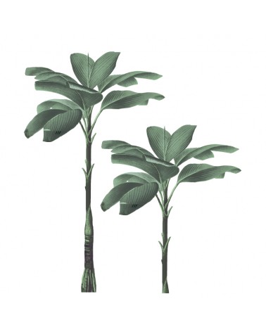 "The Amazing Trees" Wall Decal