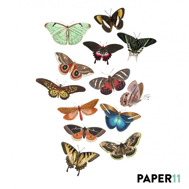 “Butterflies World” Wall Decal “Butterflies World” Wall Decal