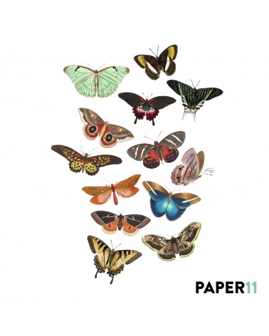 “Butterflies World” Wall Decal