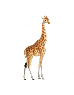 “Giraffe" Wall Decal in...