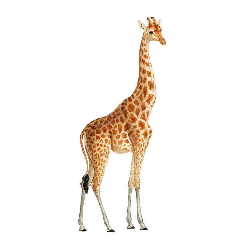 “Giraffe" Wall Decal in "It's a Jungle out there" Collection
