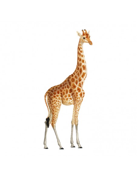 “Giraffe" Wall Decal in "It's a Jungle out there" Collection