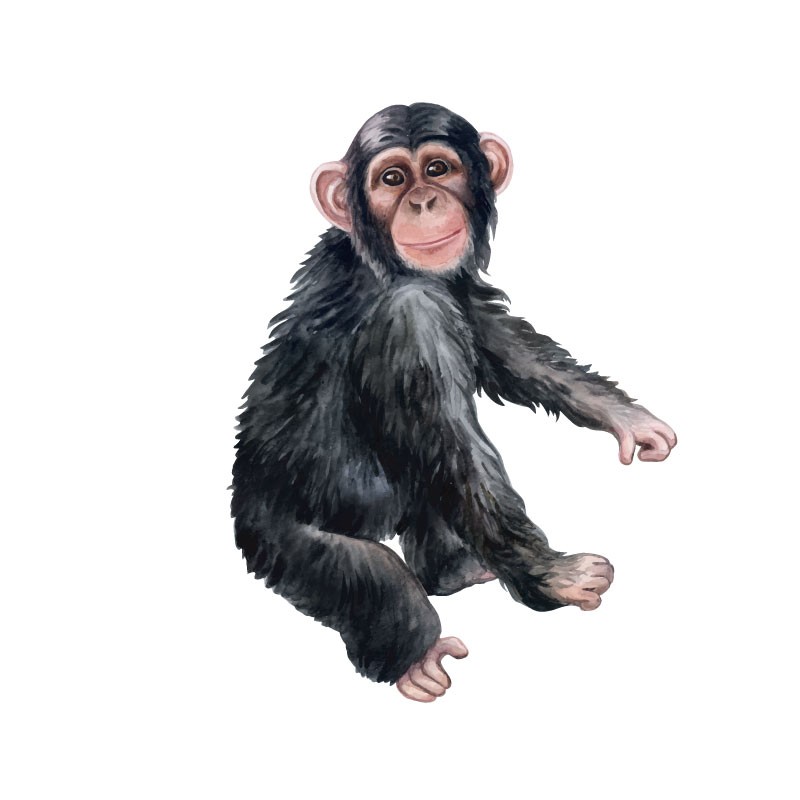“Monkey" Wall Decal in "It's a Jungle out there" Collection