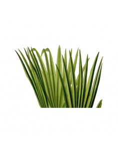 “Plant 4" Wall Decal in...
