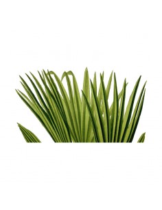 “Plant 6" Wall Decal in...