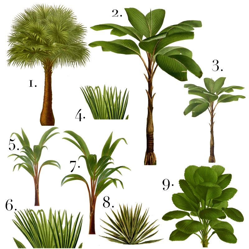 "It's a Jungle out there" Collection...