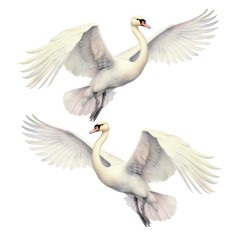 "Swan Couple" Wall Decal 2