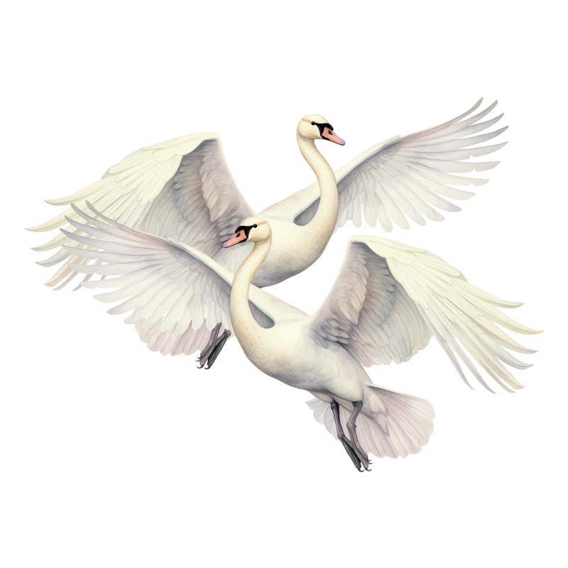 "Swan Couple" Wall Decal "Swan Couple" Wall Decal