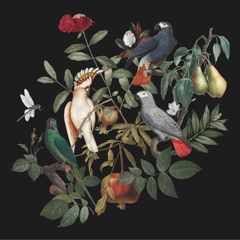 “Parrot Paradise” Wall Decal “Parrot Paradise” Wall Decal
