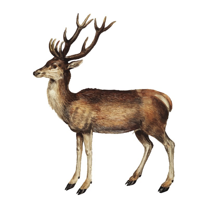 “Deer” Wall Decal in "My Jungle" Collection