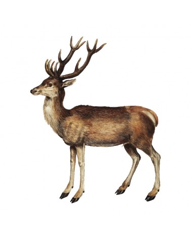 “Deer” Wall Decal in "My Jungle" Collection
 Size-W 40 cm x H 51 cm (Small)