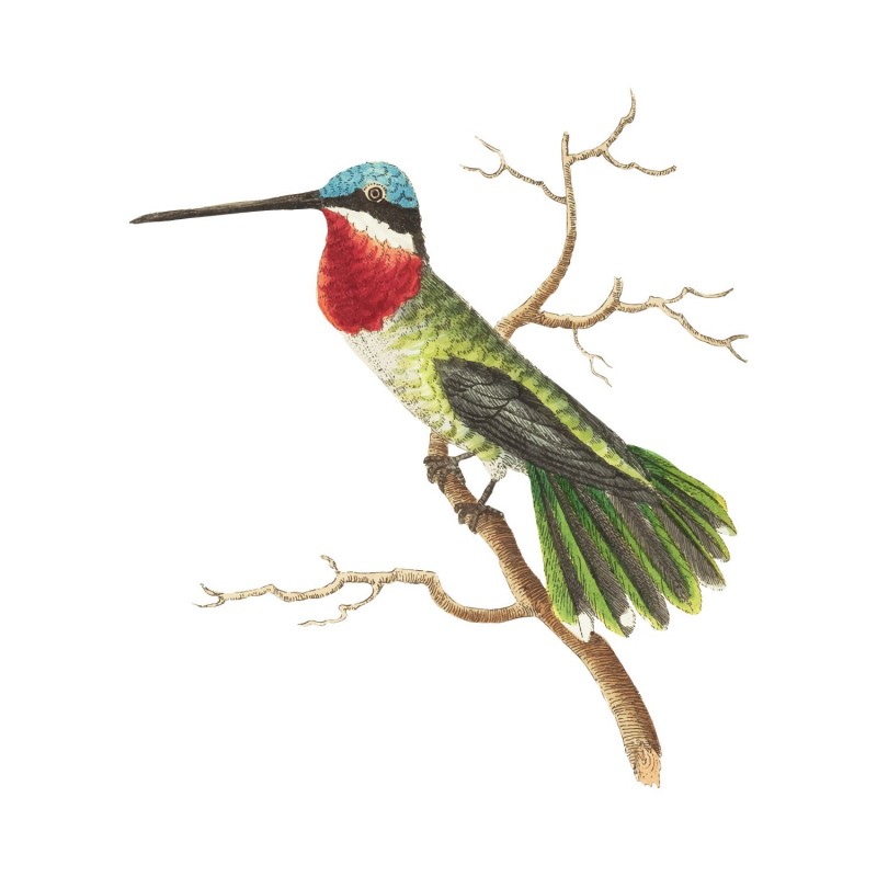 “Vintage Bird” Living room Wall Decal “Vintage Bird” Living room Wall Decal