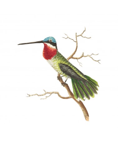 “Vintage Bird” Living room Wall Decal