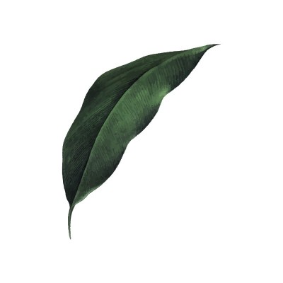 "Leaf 1" Wall Decal in " My...