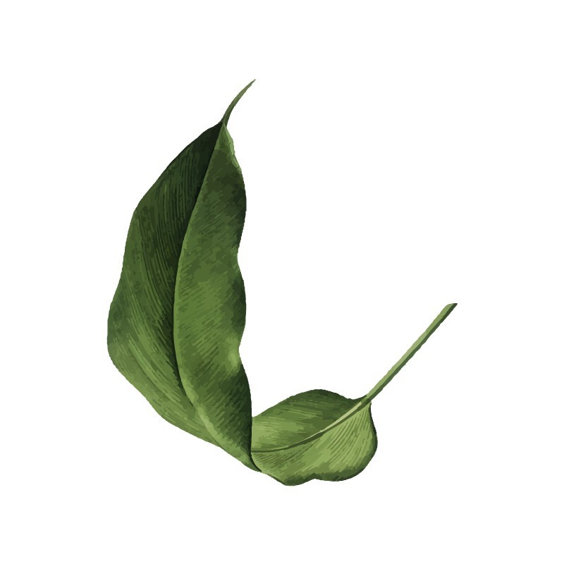 "Leaf 2" Wall Decal in " My Jungle" Collection
