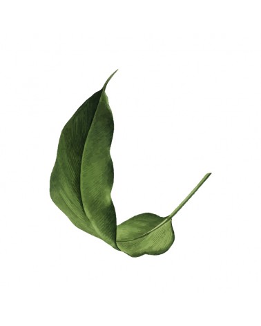 "Leaf 2" Wall Decal in " My Jungle" Collection