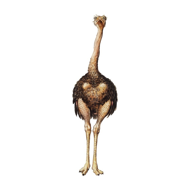 "Ostrich" Wall Decal in "My Jungle" Collection