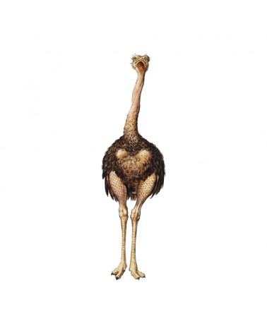 "Ostrich" Wall Decal in "My Jungle" Collection
 Size-W 15 cm x H 52 cm (Small)