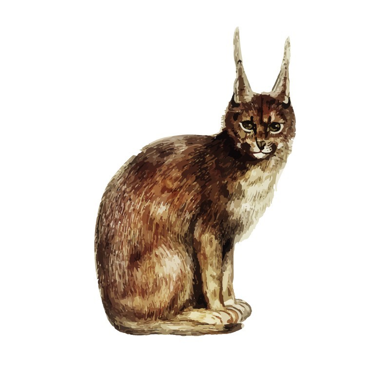 "Lynx" Wall Decal in "My Jungle" Collection