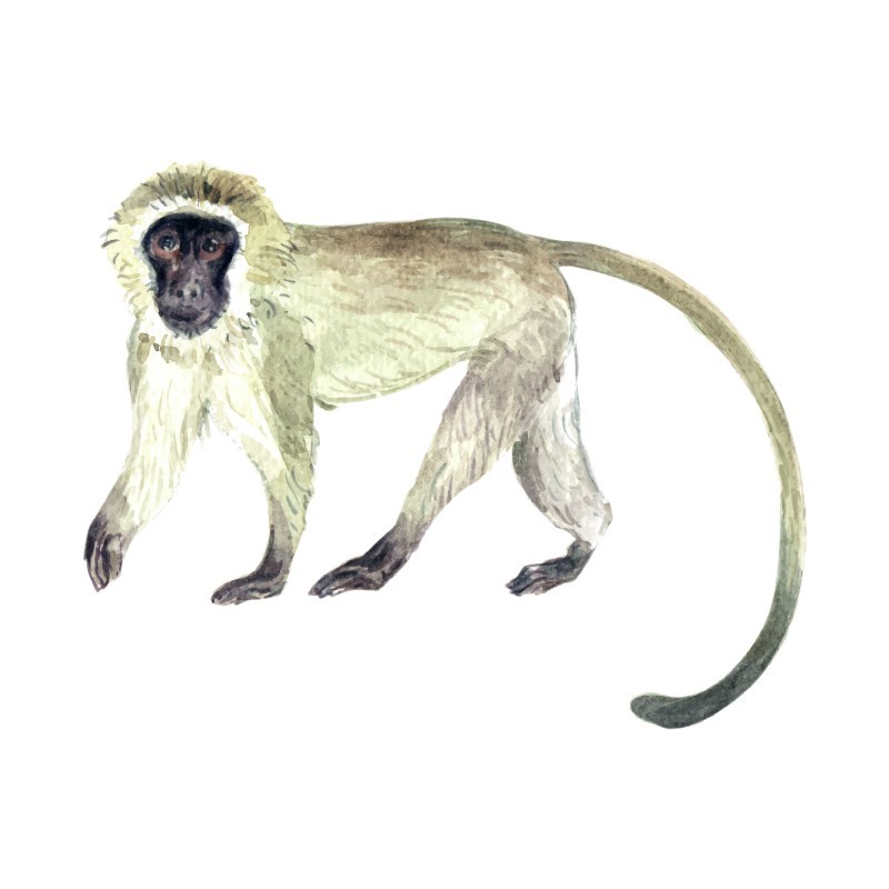 "Macaque" Wall Decal in "My Jungle" Collection