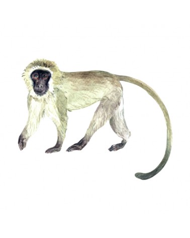 "Macaque" Wall Decal in "My Jungle" Collection
 Size-W 25 cm x H 20 cm (Small)