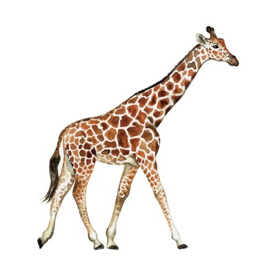 "Giraffe" Wall Decal in "My...