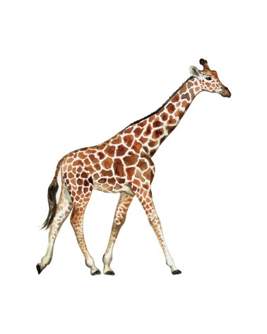 "Giraffe" Wall Decal in "My Jungle" Collection
 Size-W 90 cm x H 100 cm (Small) 