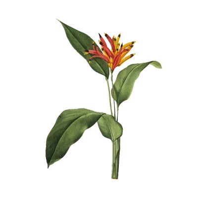 "Bird of Paradise Flower"...