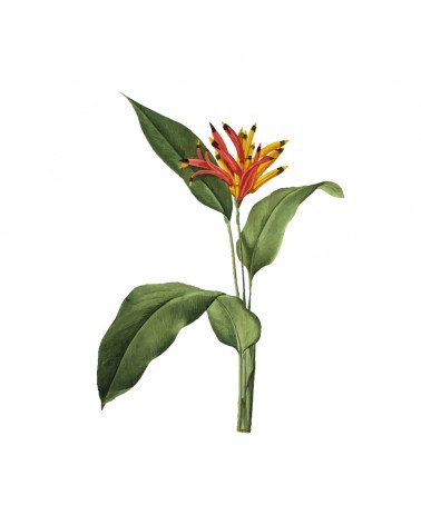"Bird of Paradise Flower" Wall Decal in "My Jungle" Collection