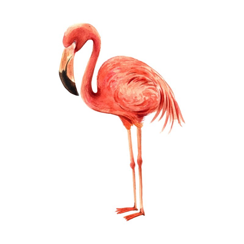 "Flamingo" Wall Decal in "My Jungle" Collection