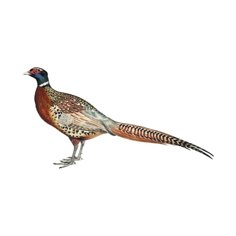"Pheasant" Wall Decal in "My Jungle" Collection