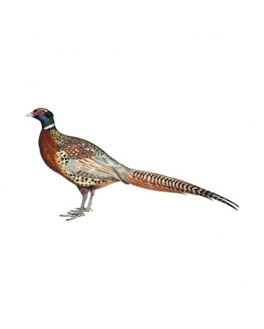 "Pheasant" Wall Decal in "My Jungle" Collection
 Size-W 30 cm x H 15 cm (Small)