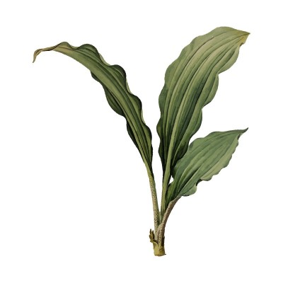 "Tropical Plant 3" Wall...