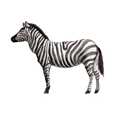 "Zebra" Wall Decal in "My...