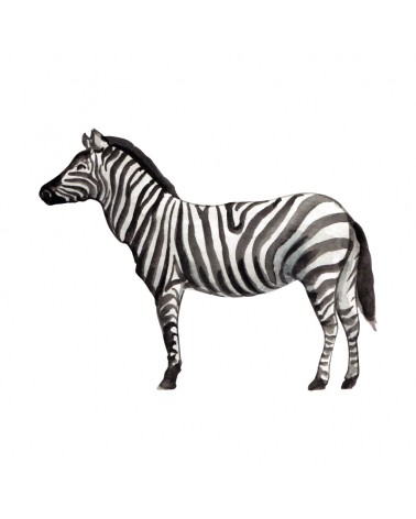 "Zebra" Wall Decal in "My Jungle" Collection
 الحجم-W 60 cm x H 45 cm (Small)