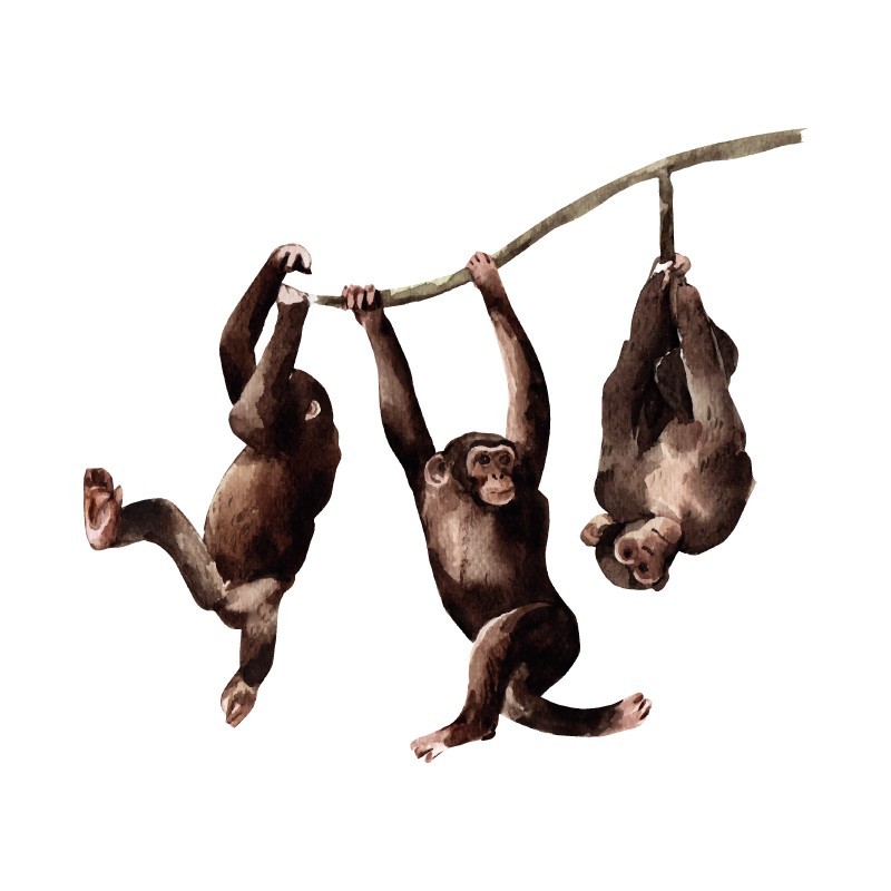 "3 Monkeys" Wall Decal in "My Jungle" Collection