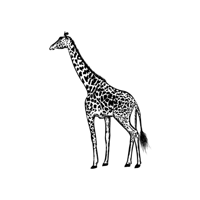 "Giraffe" Wall Decal in "Wild Place" Collection