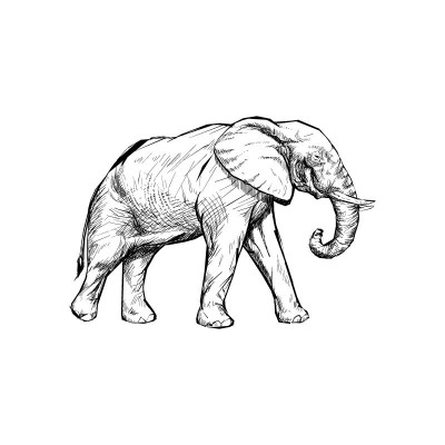 "Elephant" Wall Decal in...