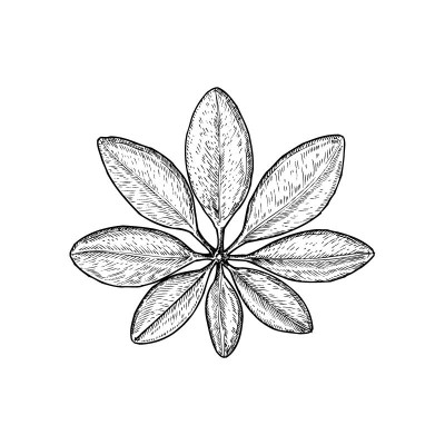 "Flower" Wall Decal in...