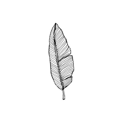 "Banana Leaf 2" Wall Decal...